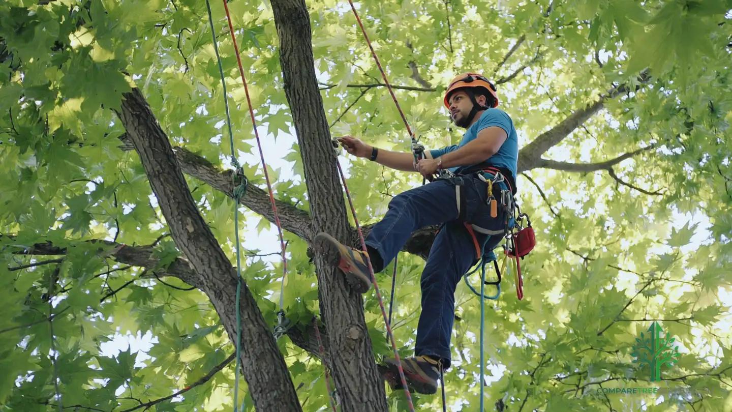 tree trimming tucson az