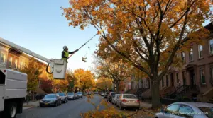 Tree Removal Near Power Lines: Never a DIY Job 1 Tree Removal Near Power Lines
